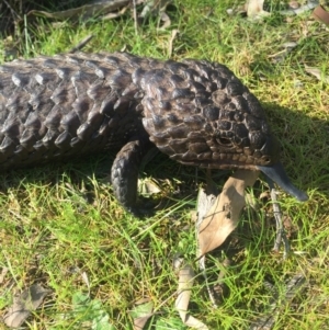 Tiliqua rugosa at Hackett, ACT - 5 Sep 2015