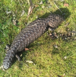 Tiliqua rugosa at Hackett, ACT - 5 Sep 2015