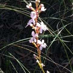 Stylidium graminifolium (grass triggerplant) at Canberra Central, ACT - 9 Nov 2014 by MPW