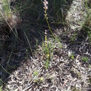 Stylidium graminifolium at Canberra Central, ACT - 9 Nov 2014 09:03 AM