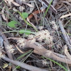 Lomandra multiflora (Many-flowered Matrush) at Canberra Central, ACT - 9 Nov 2014 by MPW