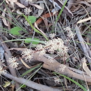 Lomandra multiflora at Canberra Central, ACT - 9 Nov 2014 09:12 AM