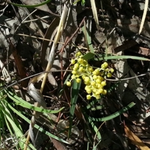 Lomandra multiflora at Canberra Central, ACT - 9 Nov 2014 09:03 AM