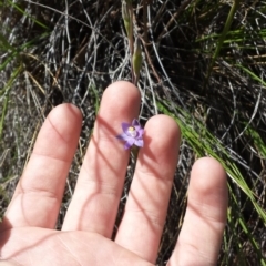 Thelymitra pauciflora (Slender Sun Orchid) at Mount Majura - 18 Oct 2014 by MattM