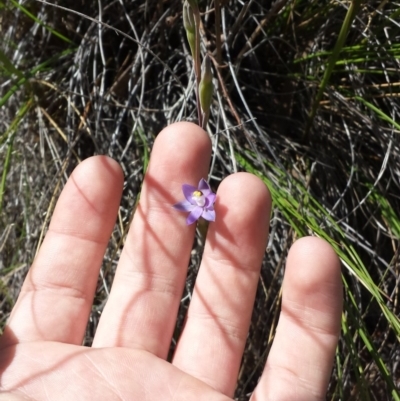 Thelymitra pauciflora (Slender Sun Orchid) at Hackett, ACT - 19 Oct 2014 by MattM
