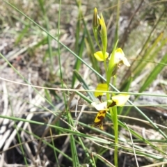 Diuris sulphurea (Tiger Orchid) at Hackett, ACT - 19 Oct 2014 by MattM