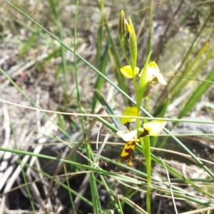 Diuris sulphurea at Hackett, ACT - 19 Oct 2014