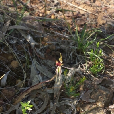 Caladenia actensis (Canberra Spider Orchid) at Hackett, ACT by MattM