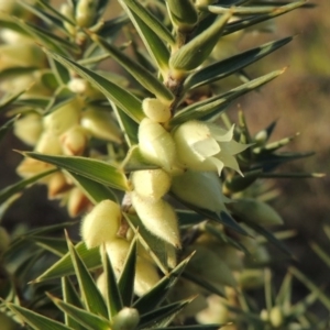 Melichrus urceolatus at Theodore, ACT - 5 Sep 2015