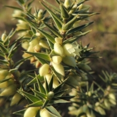 Melichrus urceolatus at Theodore, ACT - 5 Sep 2015