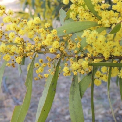 Acacia rubida (Red-stemmed Wattle, Red-leaved Wattle) at Theodore, ACT - 5 Sep 2015 by MichaelBedingfield