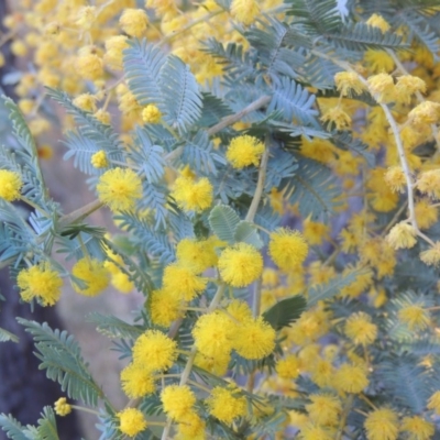 Acacia baileyana (Cootamundra Wattle, Golden Mimosa) at Theodore, ACT - 5 Sep 2015 by michaelb