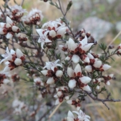 Cryptandra speciosa subsp. speciosa (Silky Cryptandra) at Theodore, ACT - 5 Sep 2015 by MichaelBedingfield