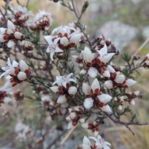 Cryptandra speciosa subsp. speciosa at Theodore, ACT - 5 Sep 2015