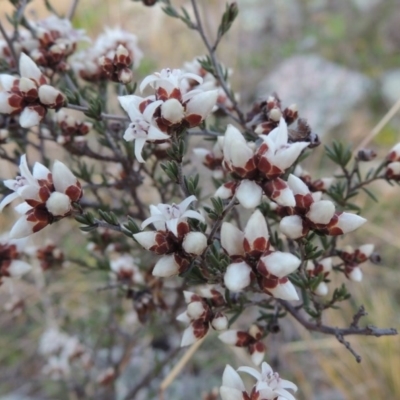 Cryptandra speciosa subsp. speciosa (Silky Cryptandra) at Theodore, ACT - 5 Sep 2015 by MichaelBedingfield