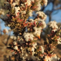 Styphelia attenuata (Small-leaved Beard Heath) at Theodore, ACT - 5 Sep 2015 by MichaelBedingfield