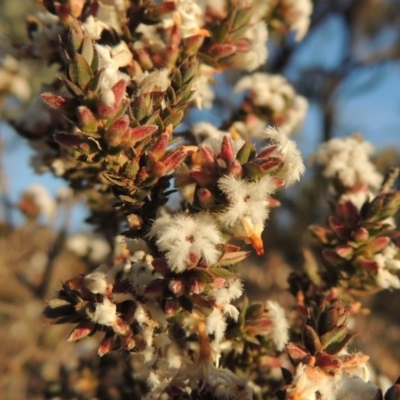 Leucopogon attenuatus (Small-leaved Beard Heath) at Theodore, ACT - 5 Sep 2015 by michaelb