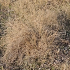 Eragrostis curvula (African Lovegrass) at Theodore, ACT - 5 Sep 2015 by MichaelBedingfield