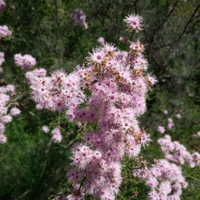 Kunzea parvifolia (Violet Kunzea) at Watson, ACT - 19 Oct 2014 by MPW