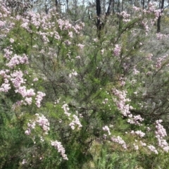 Kunzea parvifolia at Watson, ACT - 19 Oct 2014