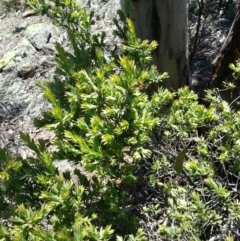 Styphelia triflora (Five-corners) at Majura, ACT - 19 Oct 2014 by MAX