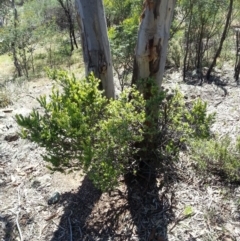 Styphelia triflora at Majura, ACT - 19 Oct 2014 12:18 PM