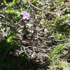 Thysanotus patersonii (Twining Fringe Lily) at Majura, ACT - 19 Oct 2014 by MPW