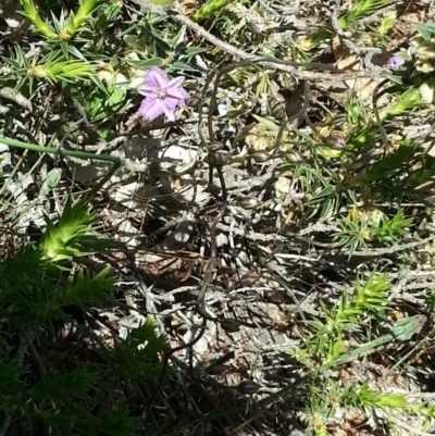 Thysanotus patersonii (Twining Fringe Lily) at Majura, ACT - 19 Oct 2014 by MPW