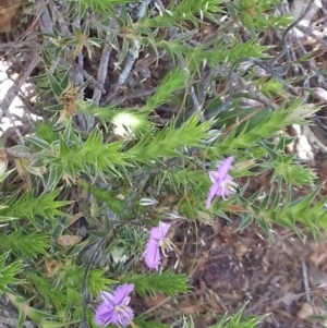 Thysanotus patersonii at Majura, ACT - 19 Oct 2014