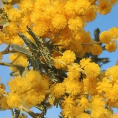 Acacia dealbata (Silver Wattle) at Theodore, ACT - 5 Sep 2015 by michaelb