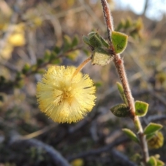 Acacia gunnii (Ploughshare Wattle) at Theodore, ACT - 5 Sep 2015 by MichaelBedingfield