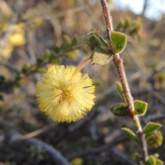 Acacia gunnii (Ploughshare Wattle) at Theodore, ACT - 5 Sep 2015 by MichaelBedingfield