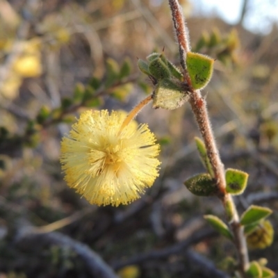 Acacia gunnii (Ploughshare Wattle) at Melrose - 5 Sep 2015 by michaelb