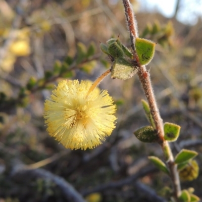 Acacia gunnii (Ploughshare Wattle) at Theodore, ACT - 5 Sep 2015 by MichaelBedingfield