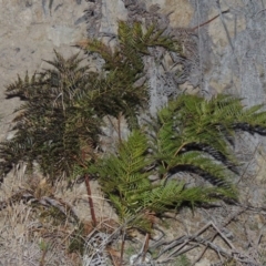 Pteridium esculentum (Bracken) at Melrose - 5 Sep 2015 by michaelb