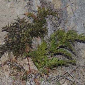 Pteridium esculentum at Theodore, ACT - 5 Sep 2015