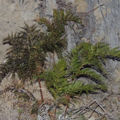 Pteridium esculentum (Bracken) at Theodore, ACT - 5 Sep 2015 by michaelb