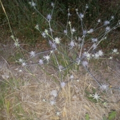 Eryngium ovinum (Blue Devil) at Symonston, ACT - 7 Jan 2014 by MPW