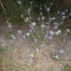 Eryngium ovinum (Blue Devil) at Symonston, ACT - 7 Jan 2014 by MAX