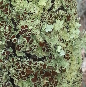 Flavoparmelia rutidota at Hackett, ACT - 8 Feb 2015 11:34 AM