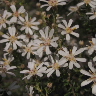 Olearia microphylla (Olearia) at Bruce, ACT - 5 Sep 2015 by pinnaCLE