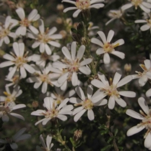 Olearia microphylla at Bruce, ACT - 5 Sep 2015