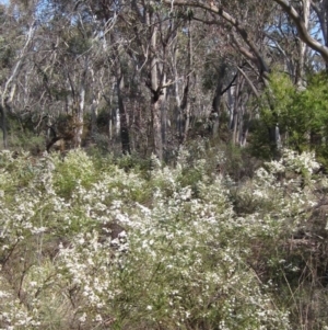 Olearia microphylla at Bruce, ACT - 5 Sep 2015 12:00 AM