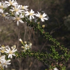 Olearia microphylla at Bruce, ACT - 5 Sep 2015 12:00 AM