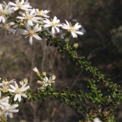 Olearia microphylla at Bruce, ACT - 5 Sep 2015