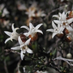 Cryptandra speciosa subsp. speciosa (Silky Cryptandra) at Hawker, ACT - 3 Sep 2014 by pinnaCLE