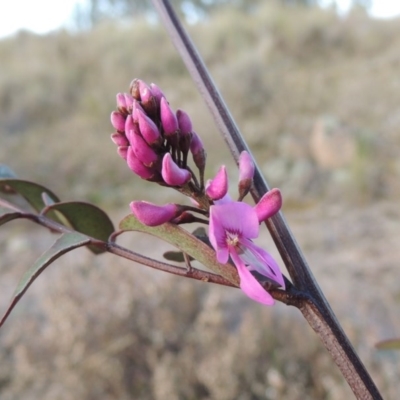 Indigofera australis subsp. australis (Australian Indigo) at Melrose - 5 Sep 2015 by michaelb