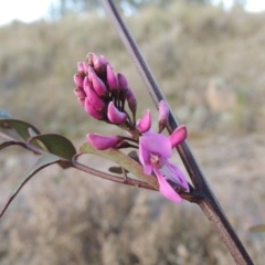 Indigofera australis subsp. australis (Australian Indigo) at Theodore, ACT - 5 Sep 2015 by michaelb