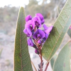 Hardenbergia violacea (False Sarsaparilla) at Melrose - 5 Sep 2015 by michaelb