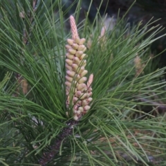 Pinus radiata (Monterey or Radiata Pine) at Theodore, ACT - 5 Sep 2015 by michaelb